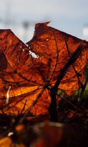 Preview wallpaper leaf, branches, autumn, macro, dry