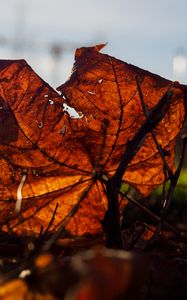 Preview wallpaper leaf, branches, autumn, macro, dry