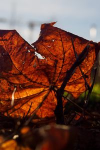 Preview wallpaper leaf, branches, autumn, macro, dry