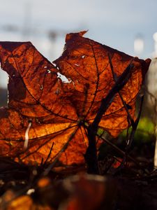 Preview wallpaper leaf, branches, autumn, macro, dry