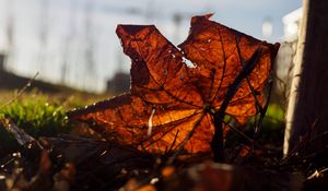 Preview wallpaper leaf, branches, autumn, macro, dry