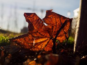 Preview wallpaper leaf, branches, autumn, macro, dry