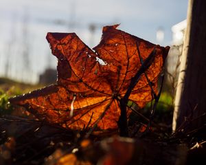 Preview wallpaper leaf, branches, autumn, macro, dry