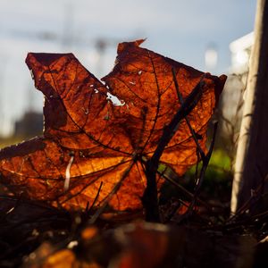 Preview wallpaper leaf, branches, autumn, macro, dry