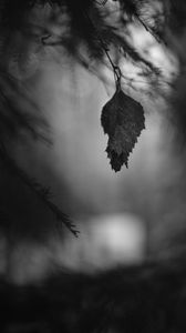 Preview wallpaper leaf, branches, needles, blur, nature, black and white