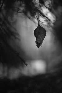 Preview wallpaper leaf, branches, needles, blur, nature, black and white