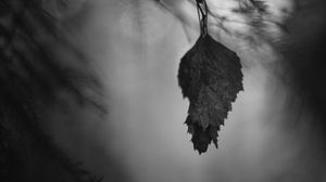 Preview wallpaper leaf, branches, needles, blur, nature, black and white