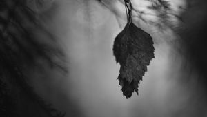 Preview wallpaper leaf, branches, needles, blur, nature, black and white