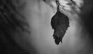 Preview wallpaper leaf, branches, needles, blur, nature, black and white