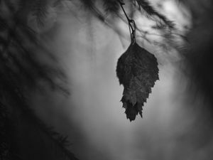 Preview wallpaper leaf, branches, needles, blur, nature, black and white