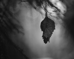 Preview wallpaper leaf, branches, needles, blur, nature, black and white