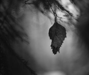 Preview wallpaper leaf, branches, needles, blur, nature, black and white