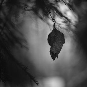 Preview wallpaper leaf, branches, needles, blur, nature, black and white