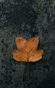 Preview wallpaper leaf, brown, dry, autumn