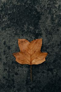 Preview wallpaper leaf, brown, dry, autumn