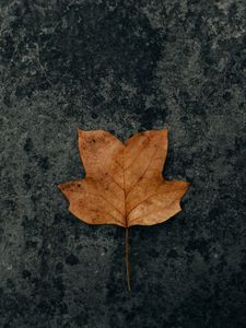 Preview wallpaper leaf, brown, dry, autumn