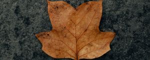 Preview wallpaper leaf, brown, dry, autumn