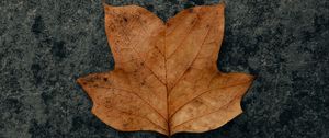 Preview wallpaper leaf, brown, dry, autumn