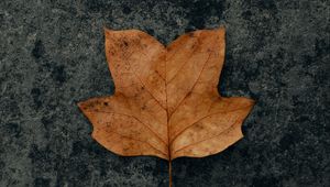 Preview wallpaper leaf, brown, dry, autumn