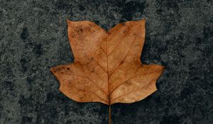 Preview wallpaper leaf, brown, dry, autumn