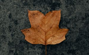 Preview wallpaper leaf, brown, dry, autumn