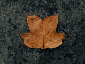 Preview wallpaper leaf, brown, dry, autumn