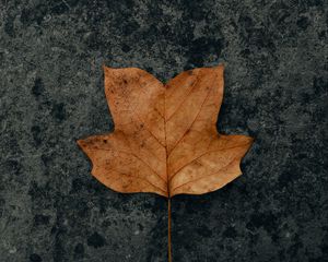 Preview wallpaper leaf, brown, dry, autumn