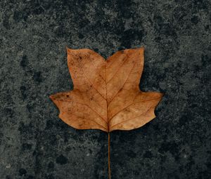 Preview wallpaper leaf, brown, dry, autumn