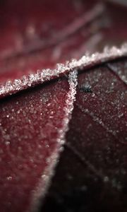 Preview wallpaper leaf, brown, wet, dark