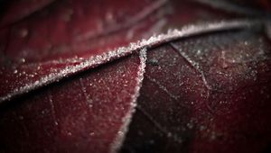 Preview wallpaper leaf, brown, wet, dark