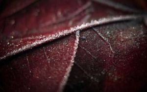 Preview wallpaper leaf, brown, wet, dark