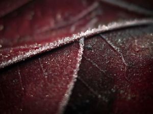 Preview wallpaper leaf, brown, wet, dark