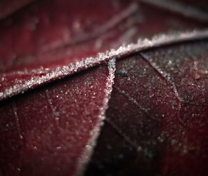 Preview wallpaper leaf, brown, wet, dark