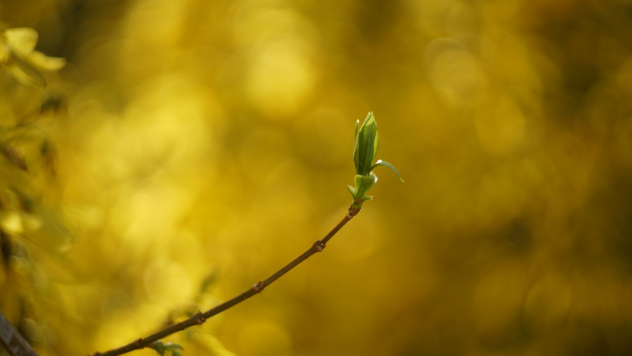 Wallpaper leaf, bud, branch, blur, spring
