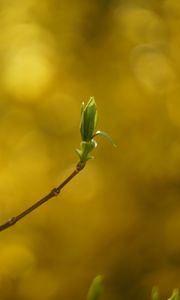 Preview wallpaper leaf, bud, branch, blur, spring