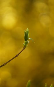 Preview wallpaper leaf, bud, branch, blur, spring
