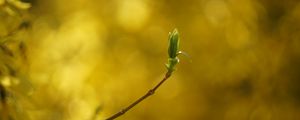 Preview wallpaper leaf, bud, branch, blur, spring