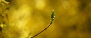 Preview wallpaper leaf, bud, branch, blur, spring