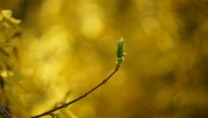 Preview wallpaper leaf, bud, branch, blur, spring