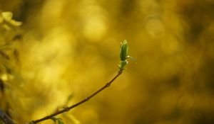 Preview wallpaper leaf, bud, branch, blur, spring