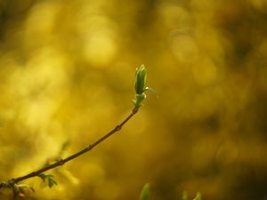 Preview wallpaper leaf, bud, branch, blur, spring