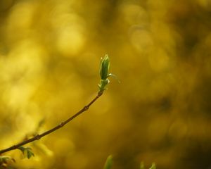 Preview wallpaper leaf, bud, branch, blur, spring