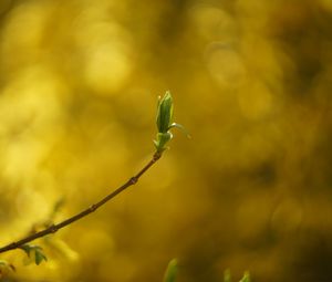 Preview wallpaper leaf, bud, branch, blur, spring