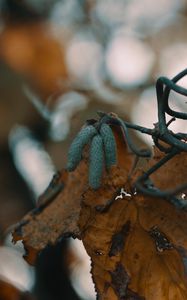 Preview wallpaper leaf, buds, dry, branch, bokeh