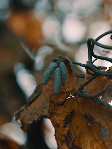 Preview wallpaper leaf, buds, dry, branch, bokeh