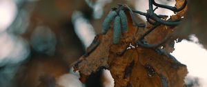 Preview wallpaper leaf, buds, dry, branch, bokeh