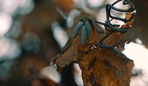 Preview wallpaper leaf, buds, dry, branch, bokeh