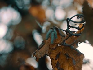 Preview wallpaper leaf, buds, dry, branch, bokeh