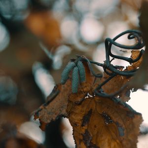 Preview wallpaper leaf, buds, dry, branch, bokeh