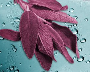 Preview wallpaper leaf, bush, grass, flowers, drops, surface